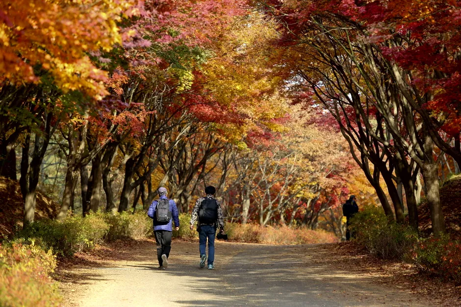 단풍 명소 — 독립기념관단풍나무숲길(단풍나무숲길독립기념관) 사진